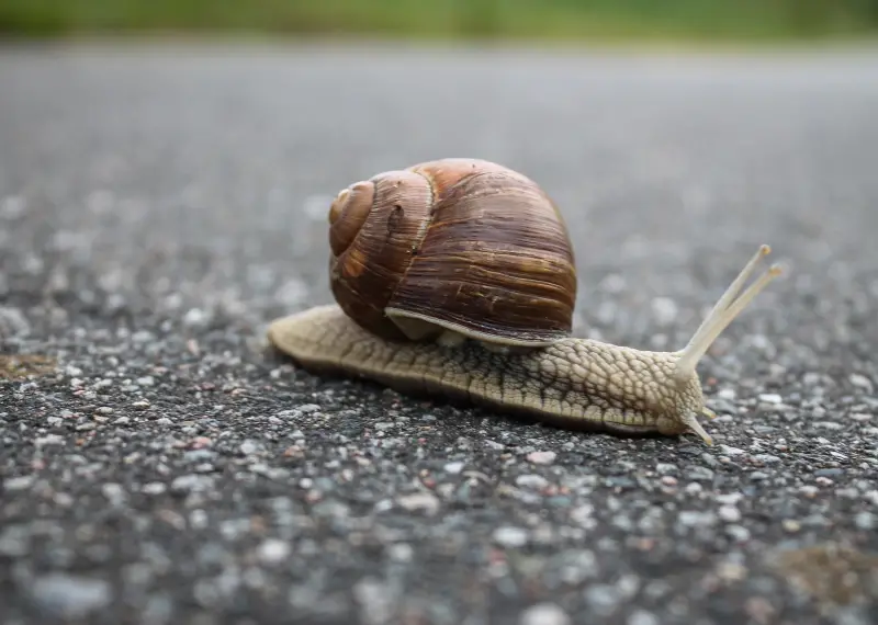 snail: How Big Do Bladder Snails Get