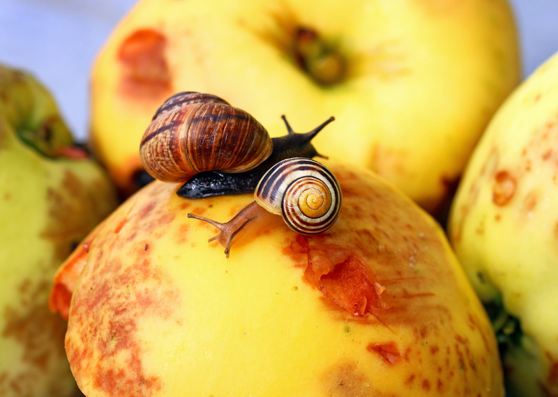 snail eating: Are Snails Nocturnal