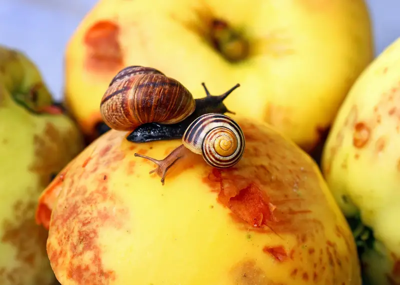 feeding snail: How Big Do Bladder Snails Get