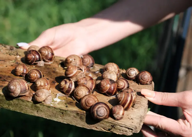 snail breeding: Turbo Snails