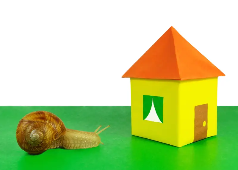 Why Are There Snails on My House: snail and house