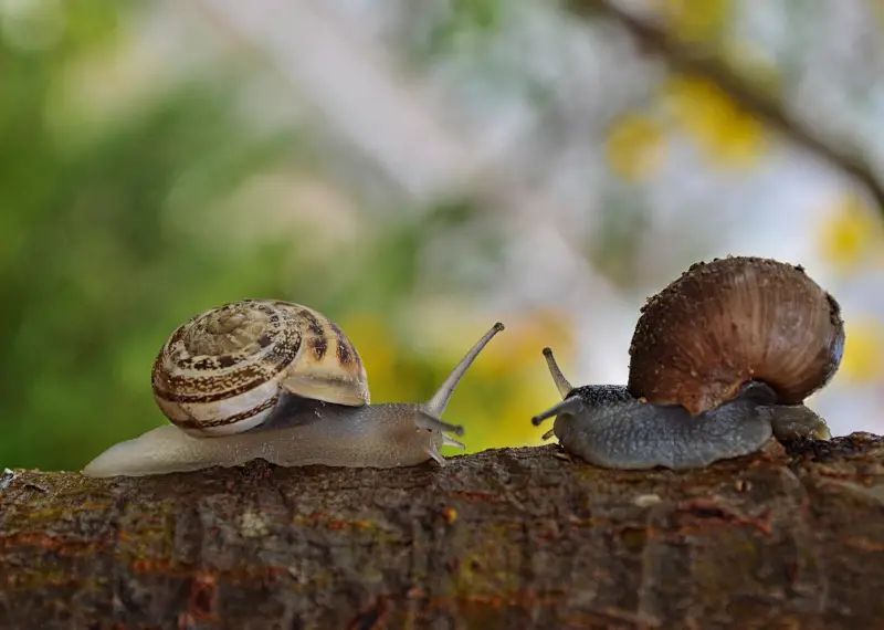 two different snails: Do Snails Need New Shells