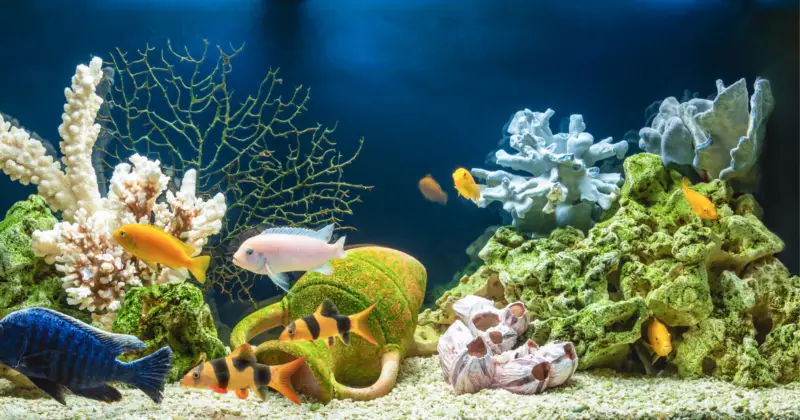 aquarium: Malaysian Trumpet Snails
