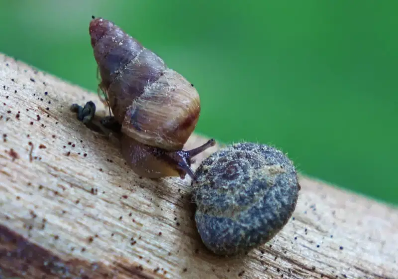 Malaysian Trumpet Snail: Calcium for Snails