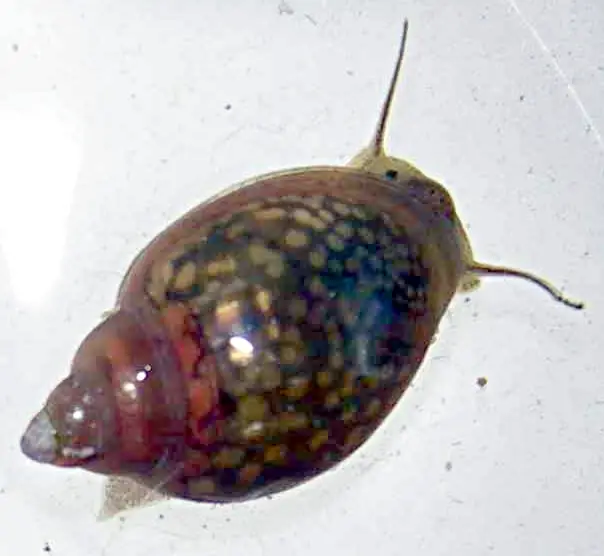 bladder snail