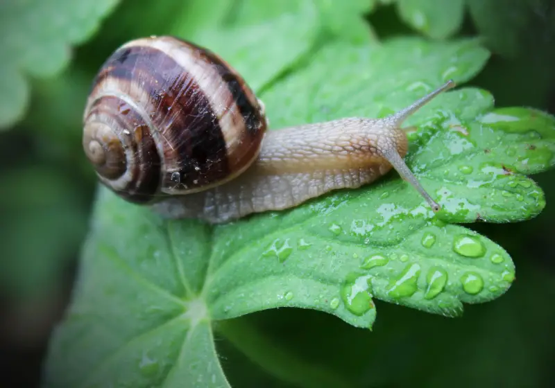 garden snail: Why Do Snails Die from Salt