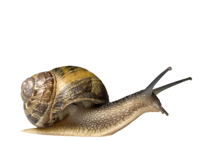 Garden Snails: How Long Do Garden Snails Live: