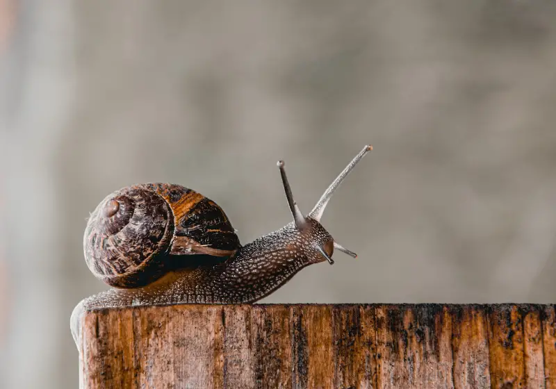 garden snail: How Long Do Garden Snails Live: