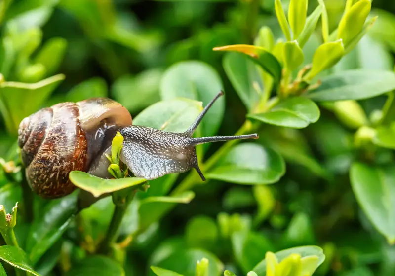 Garden Snails: How Long Do Garden Snails Live: