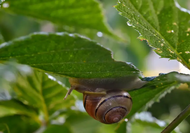snail garden: Why Do Snails Die from Salt