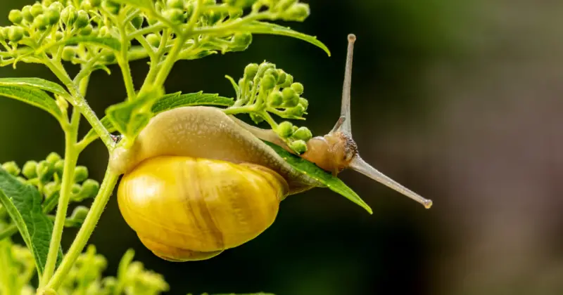 apple snail: How Long Do Garden Snails Live: