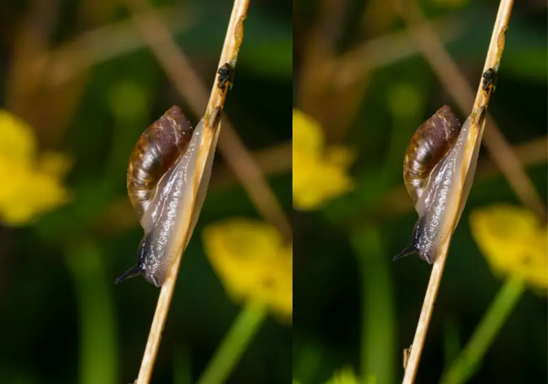 bladder snails: Do Snails Poop
