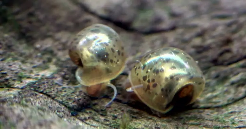 bladder snails: Why Do Snails Die from Salt