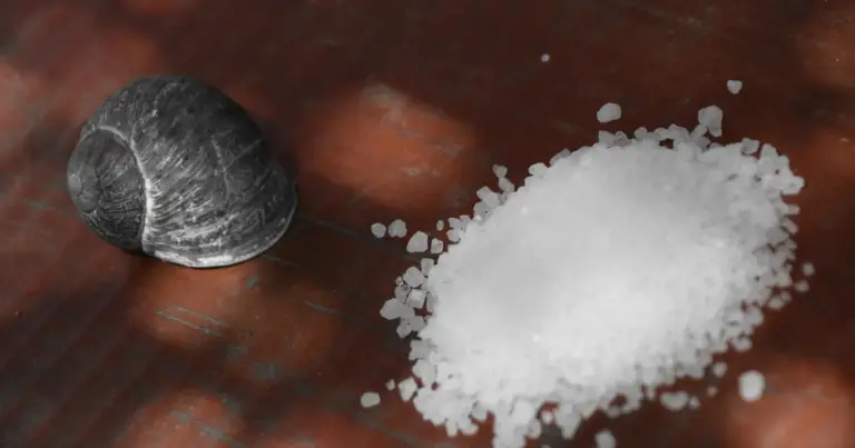 Why Do Snails Die from Salt: The Science Explained
