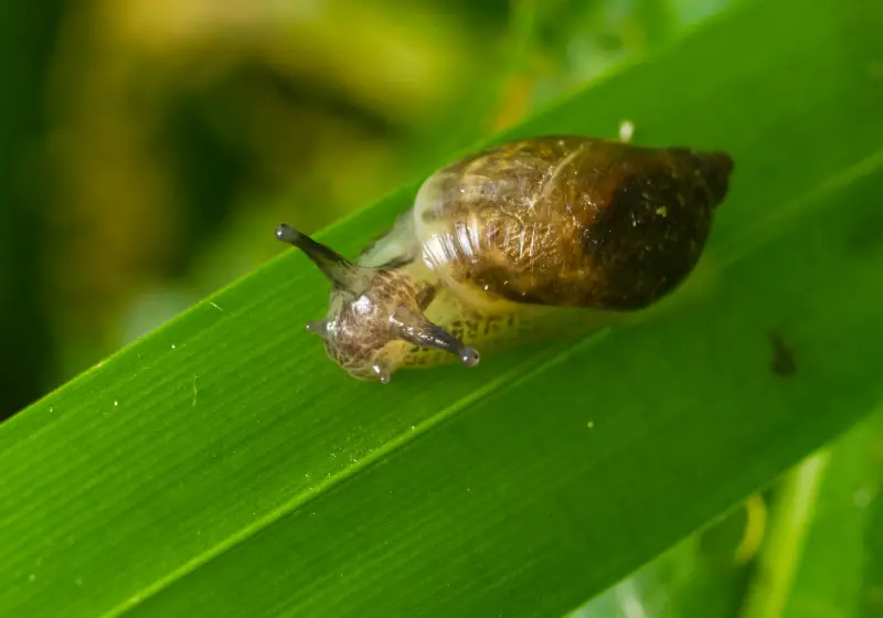 bladder snail: Why Do Snails Die from Salt