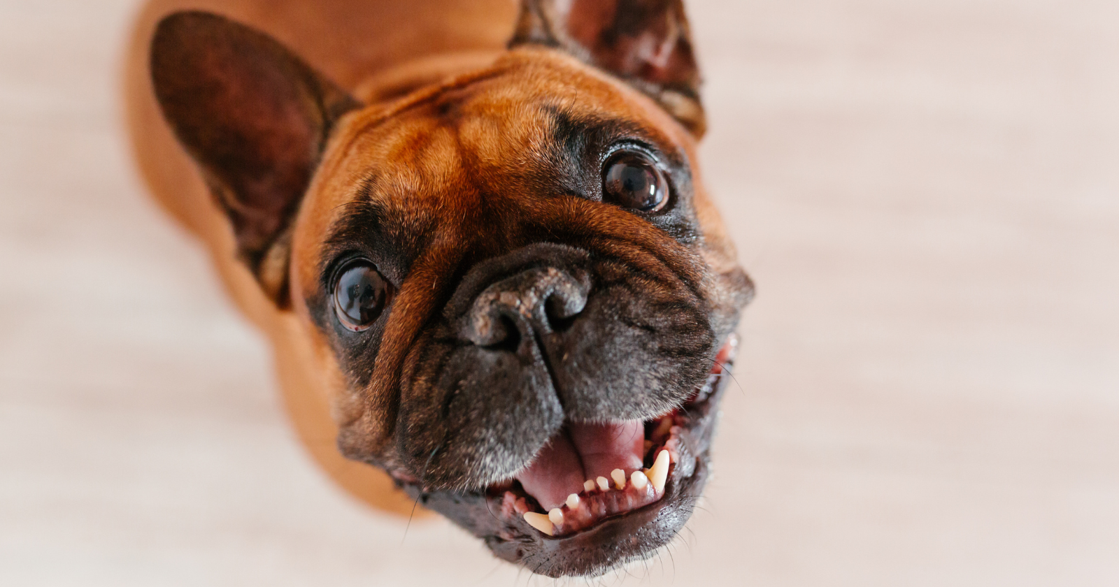 French Bulldog Dental Care Tips
