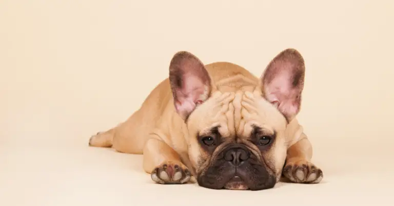 How to Trim French Bulldog Nails