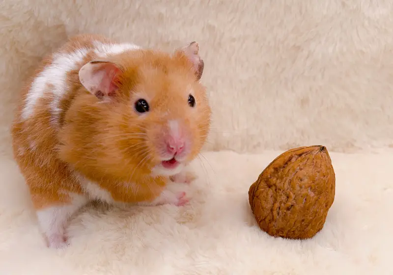 Can Hamsters Eat Walnuts