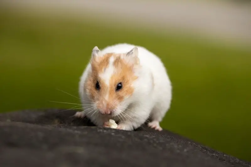 Close Up Photo of an Adorable Hamster